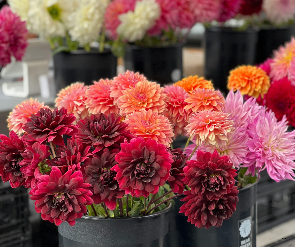 Philadelphia Farmers Market, Things to do in Philadelphia, Philadelphia Suburb wedding venues